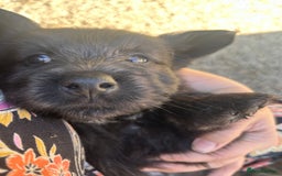 Skye Terrier dogs for sale: Gorgeous gamekeeper bred chunky Skye terrier pups  - Image 7