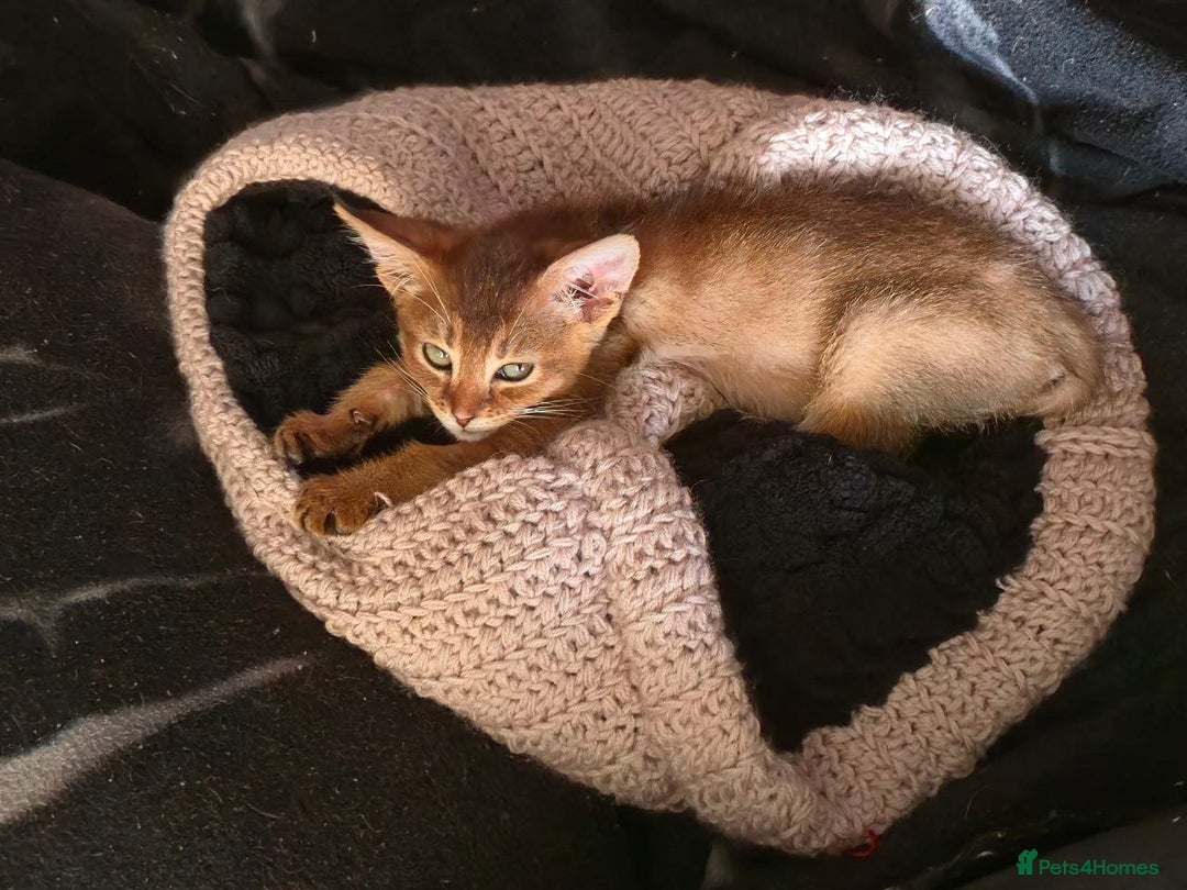 Chausie cats for sale: Adorable Chausie Kittens – 2 males & 1 female - Image 8