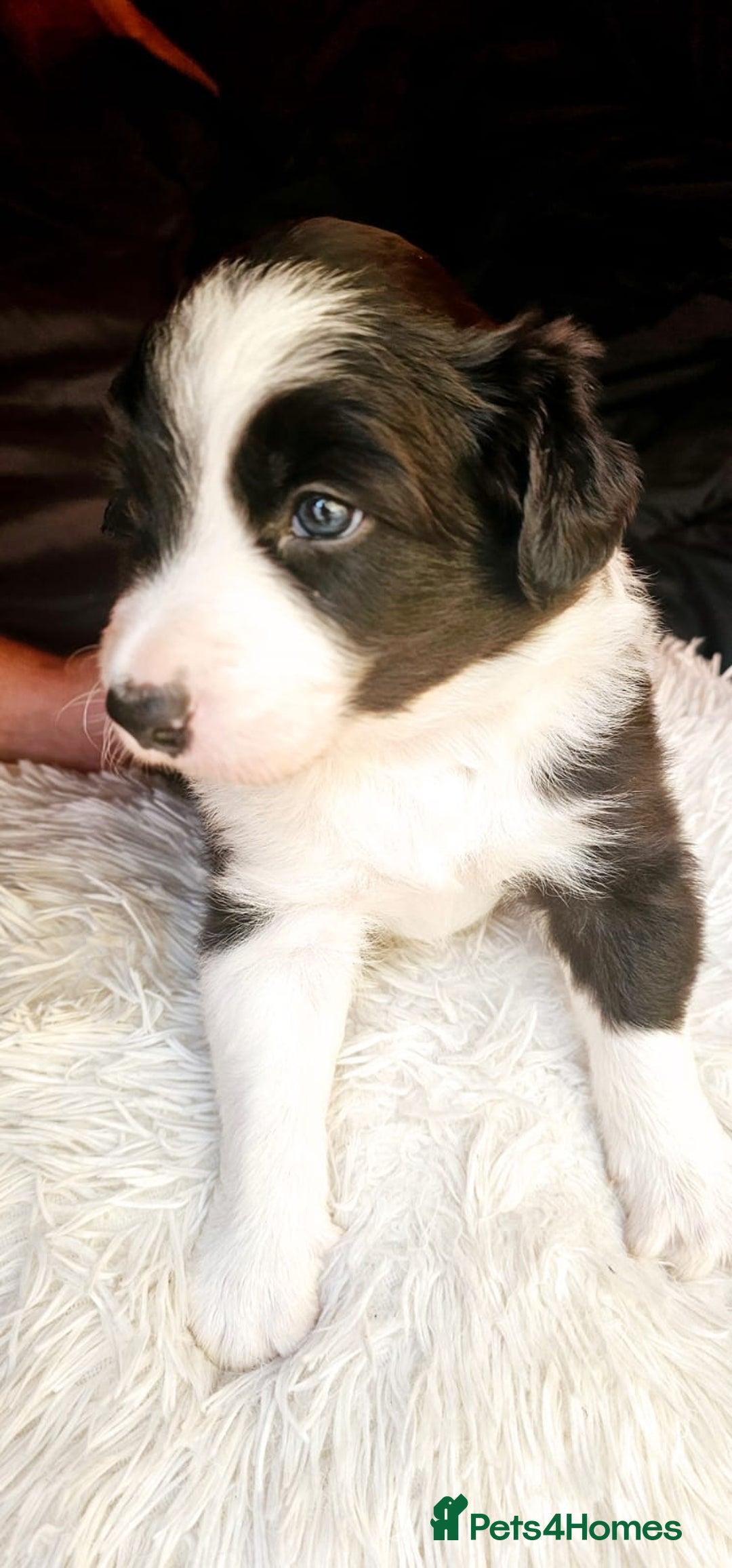 Sprollie dogs for sale: Puppies from Border Collie  - Image 27