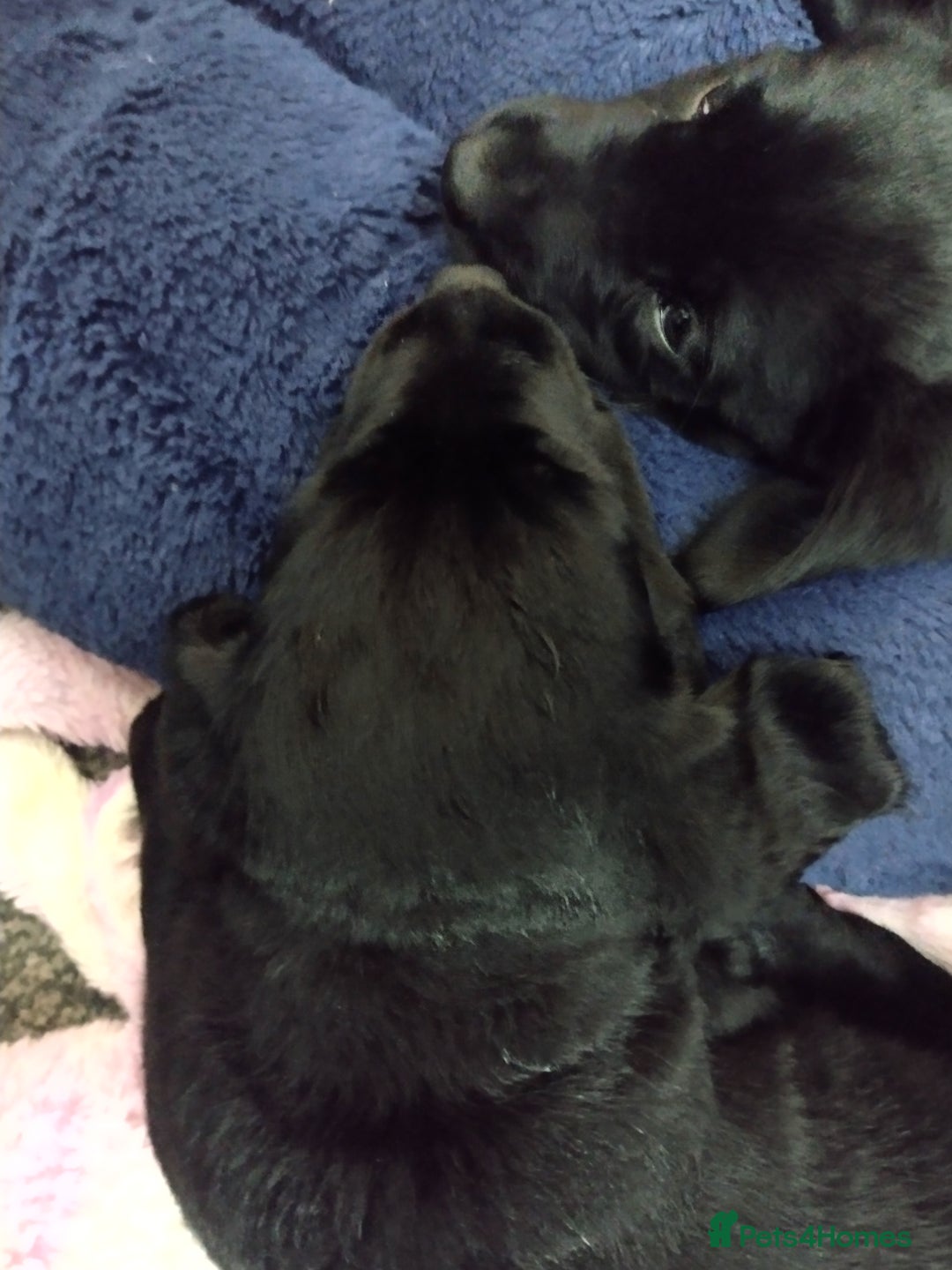 Labrador Retriever dogs for sale: Superb Active Family Dogs - Image 12