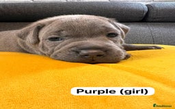 Staffordshire Bull Terrier dogs for sale:   Champion-KC.Reg.Blue Staffordshire Bull Terrier  - Image 26