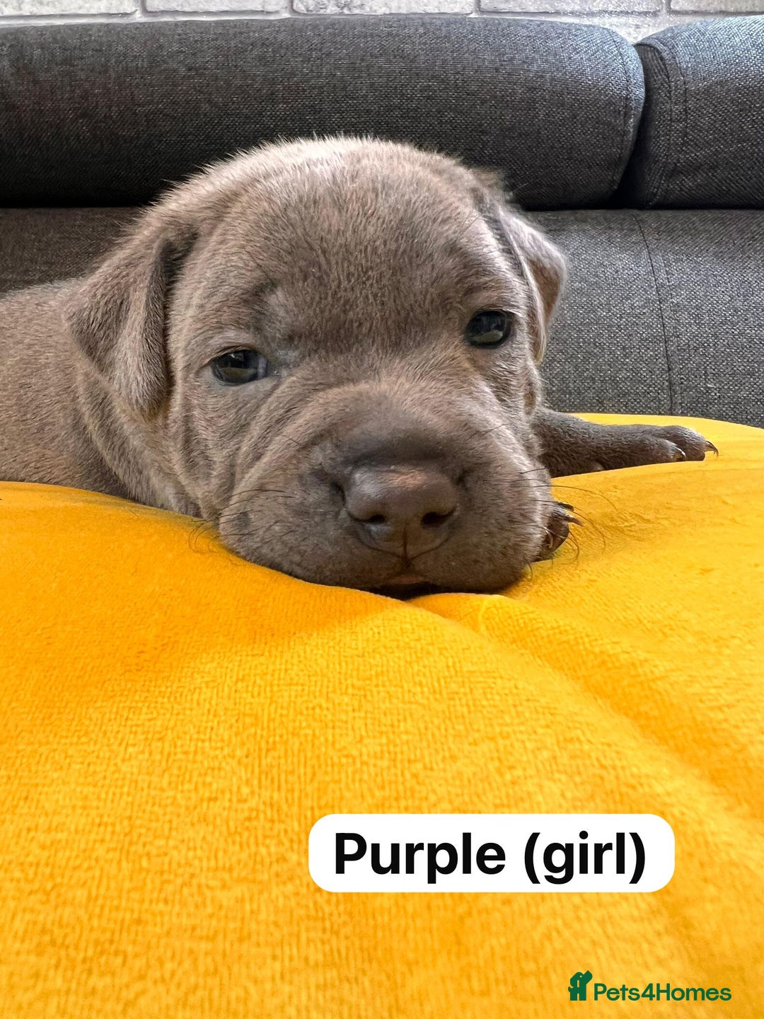 Staffordshire Bull Terrier dogs for sale:   Champion-KC.Reg.Blue Staffordshire Bull Terrier  - Image 26