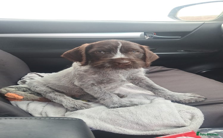 German Wirehaired Pointer dogs in Consett - Advert 1