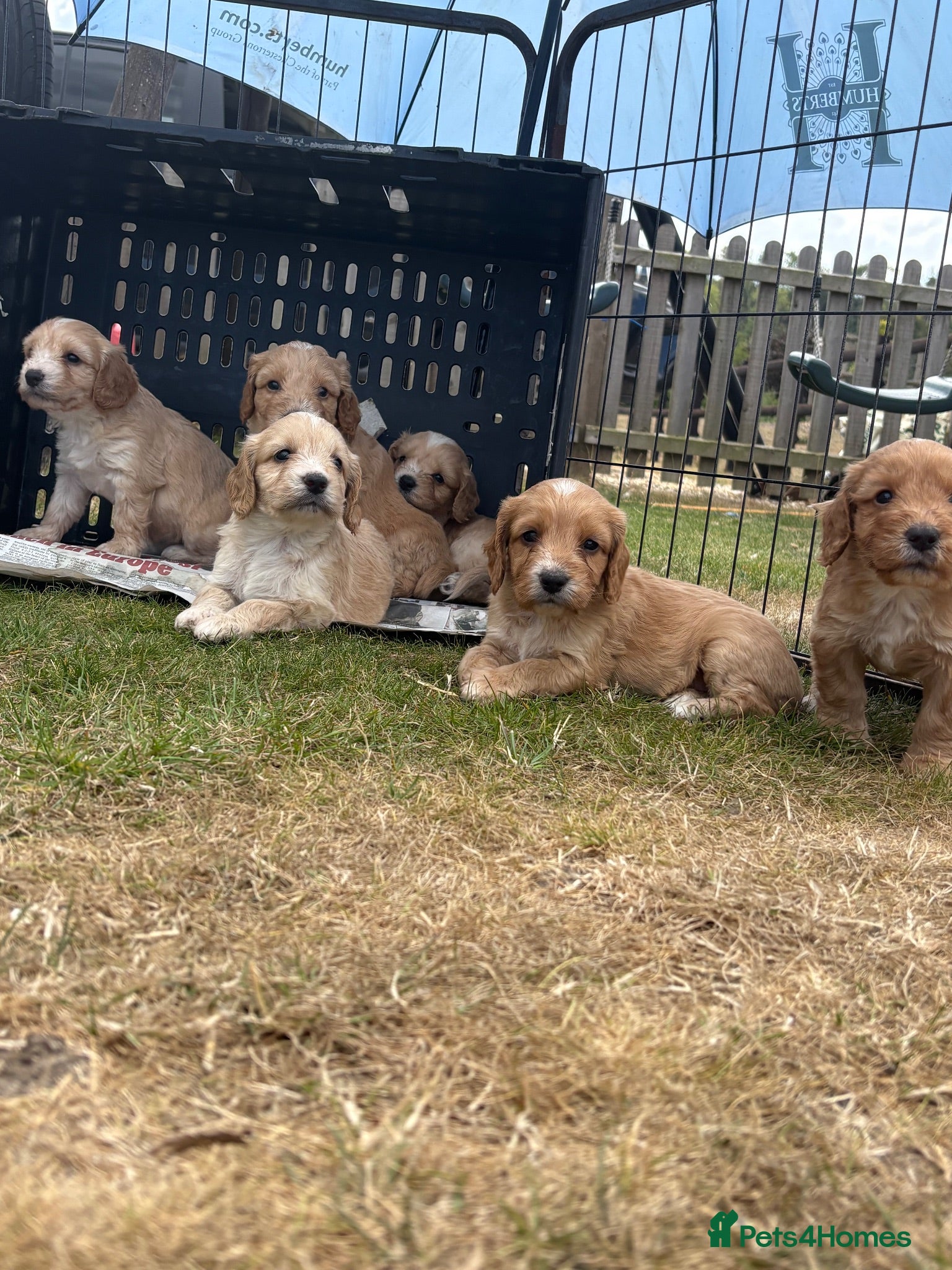 Cockapoo dogs F1 cockapoo puppies - amazing colours and markings - Advert 1