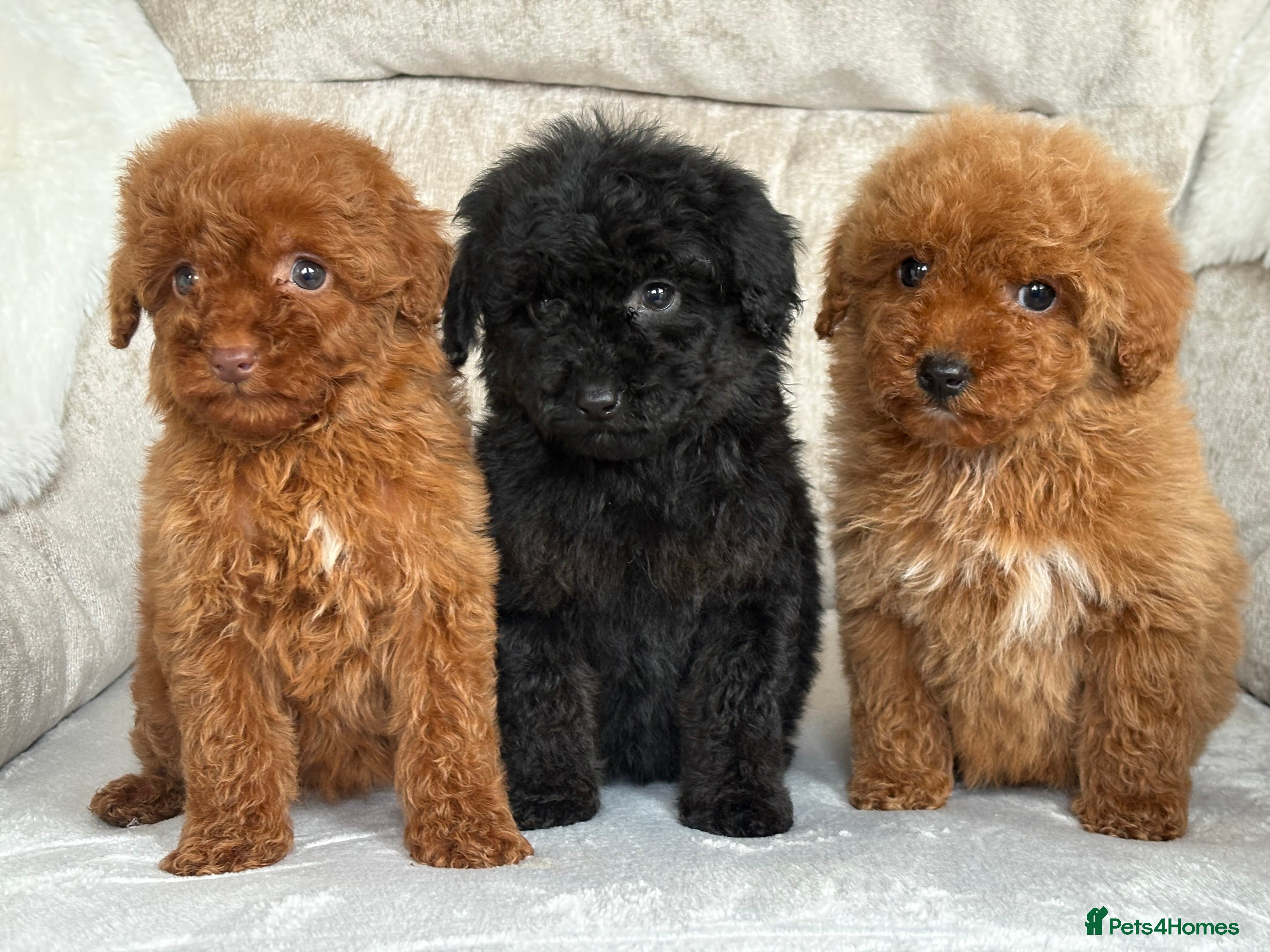 Miniature Poodle dogs Stunning miniature poodles - Advert 1