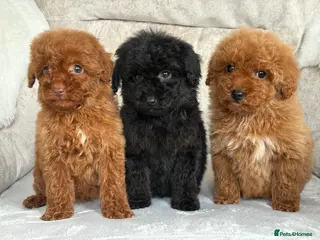 Miniature Poodle dogs Stunning miniature poodles - Advert 1
