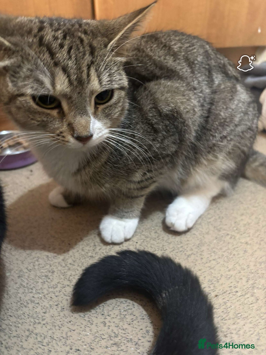 Domestic Shorthair cats for sale: Tabby cat looking forever home - Image 2
