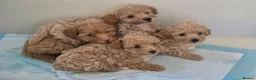 Toy Poodle dogs for stud: Red Toy Poodle Stud - Advert 12