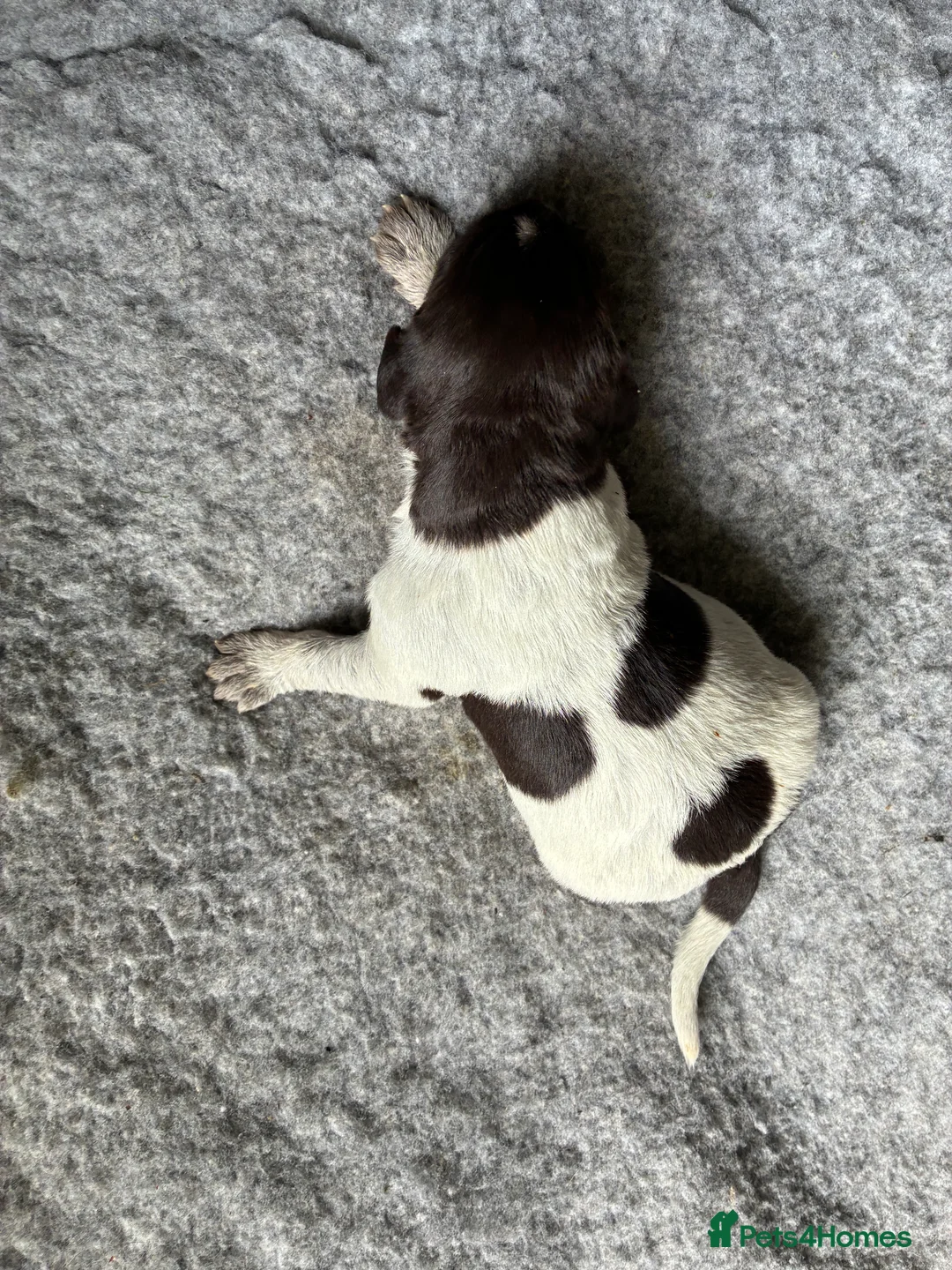 German Wirehaired Pointer dogs for sale: 1ST VACC GIVEN, HEALTH CHECKED KC REG GWP PUPS  - Advert 38
