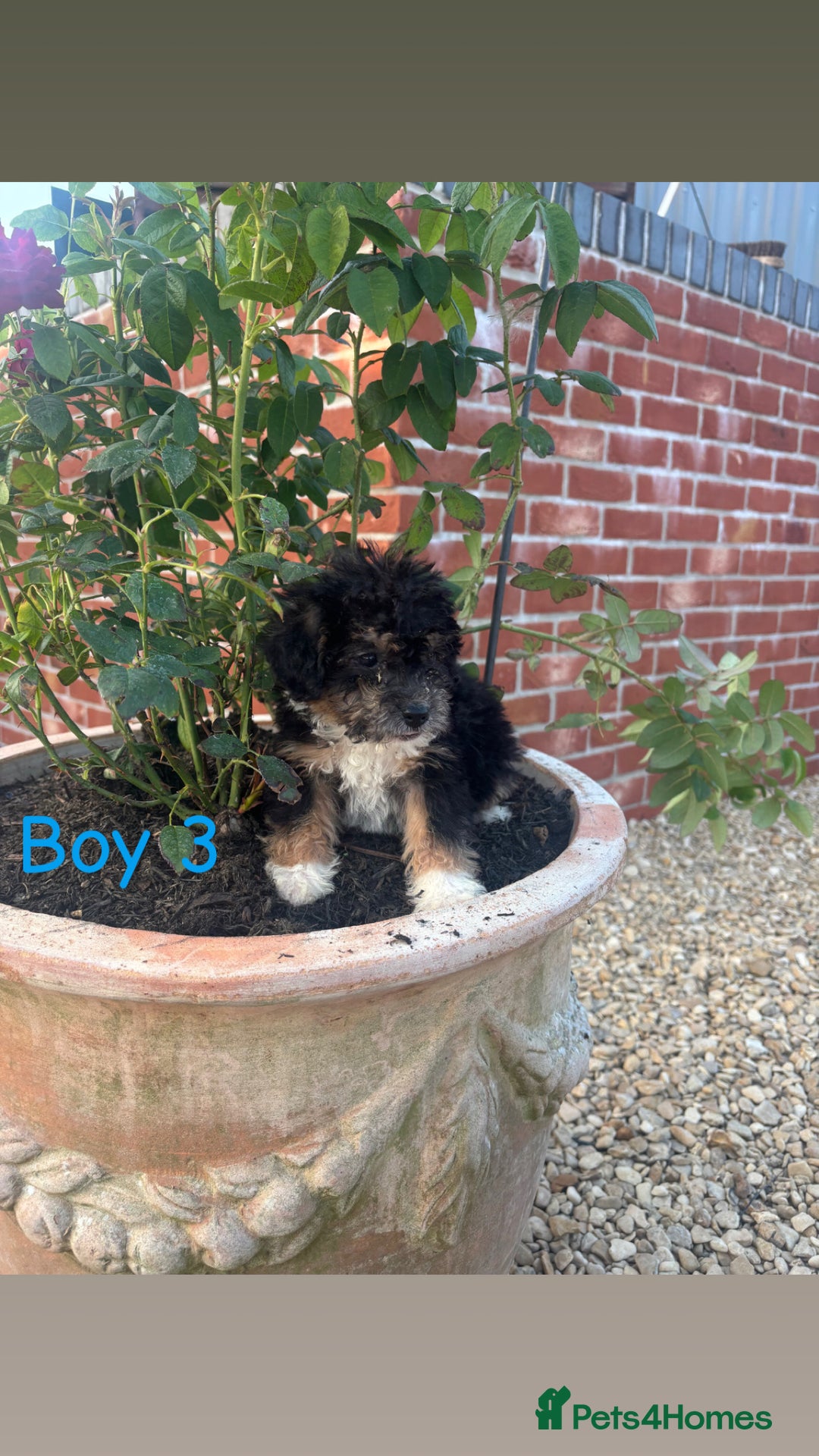 Jackapoo dogs for sale: 🩵jackapoos 👀for there forever 🏡🩵 - Image 3