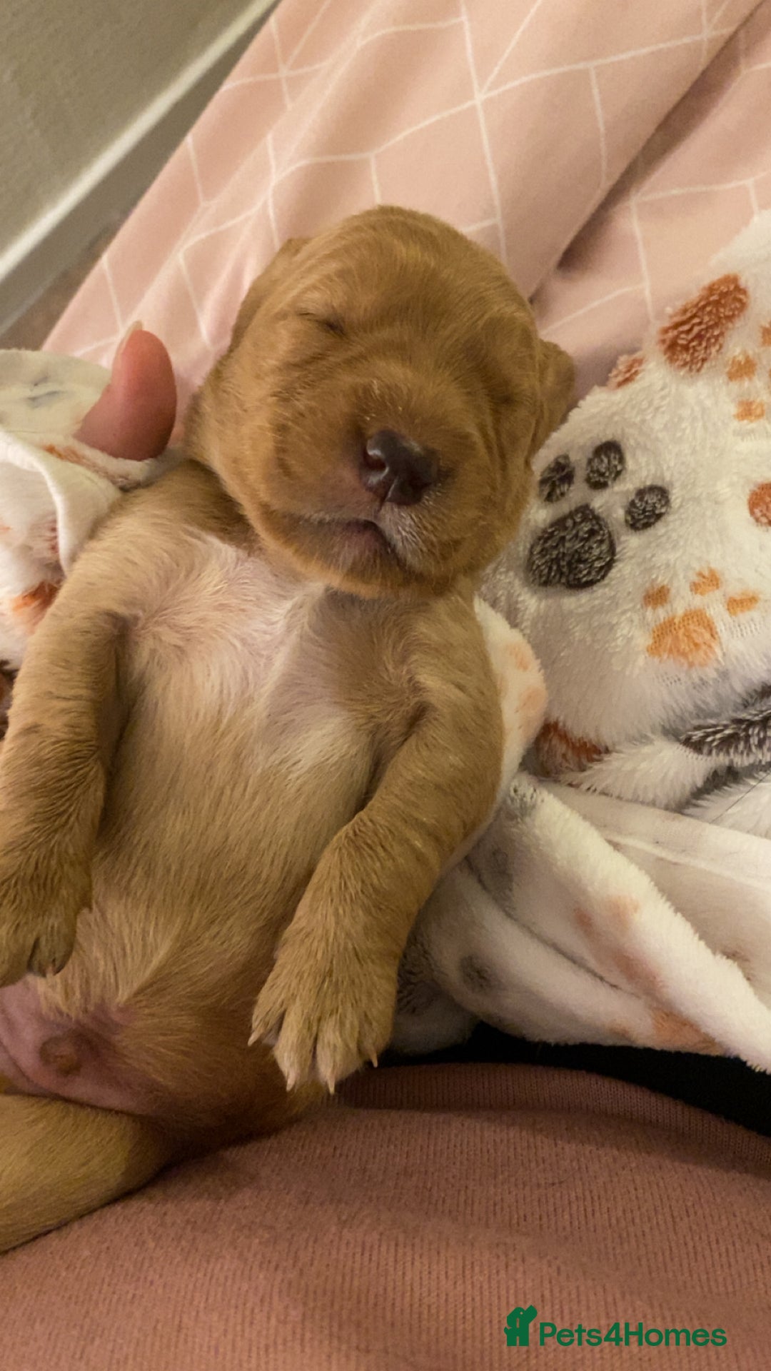 Springador dogs for sale: Labrador puppies - Advert 9