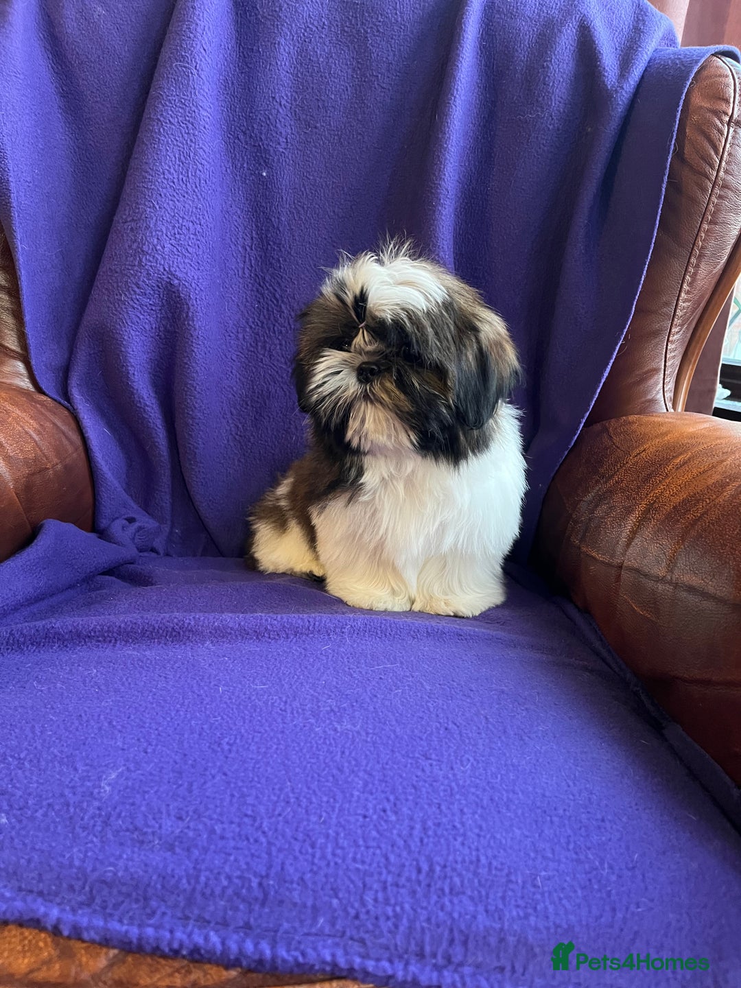 Shih Tzu dogs for sale: Lovely ShihTzu puppies - Advert 13