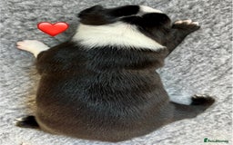 Boston Terrier dogs for sale: Beautiful Boston Terrier Puppies  - Image 17