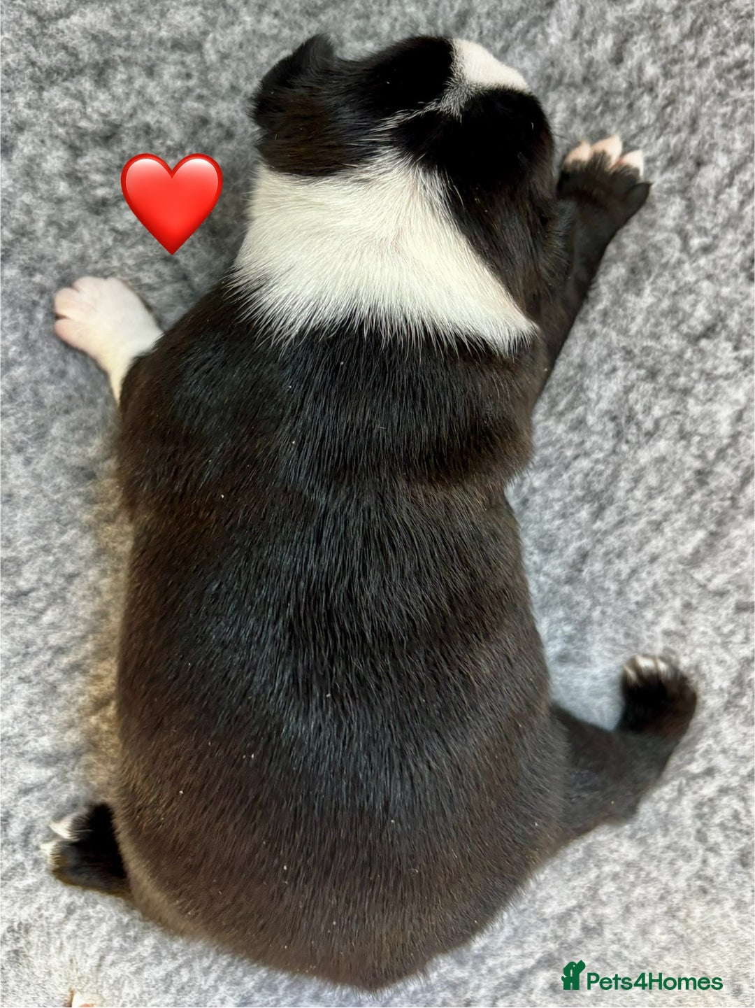 Boston Terrier dogs for sale: Beautiful Boston Terrier Puppies  - Image 17