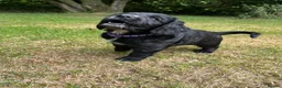 Cocker Spaniel dogs for sale: Beautiful working cocker spaniel pups  - Advert 12