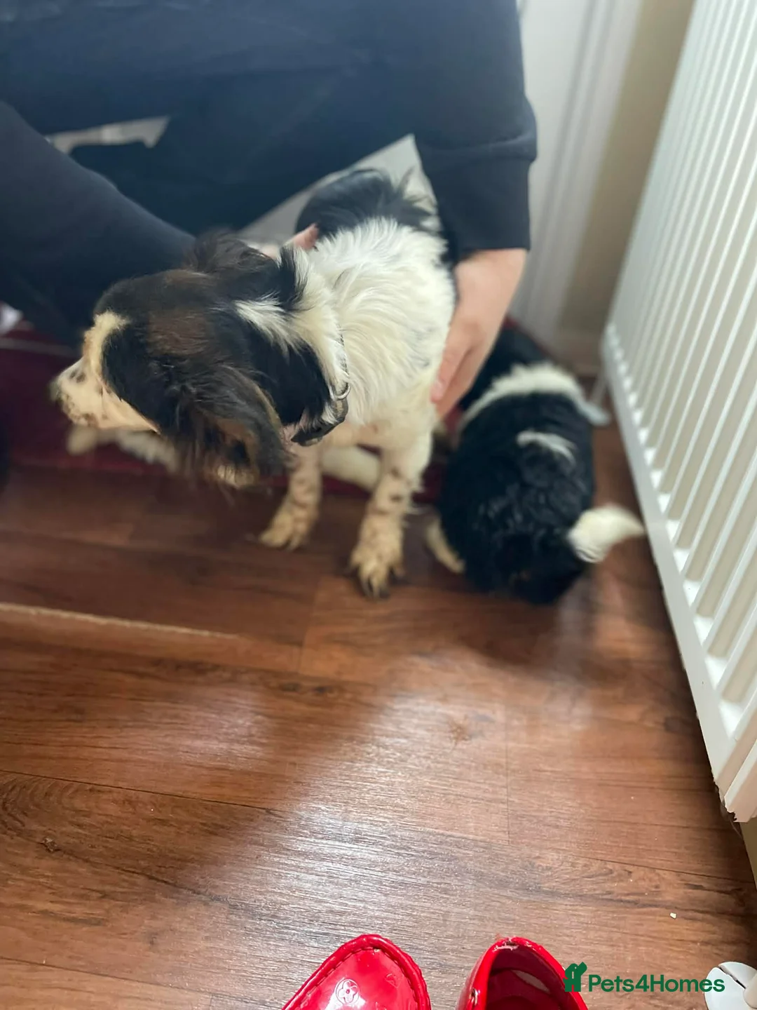 Mixed Breed dogs for sale: Pomeranian x jackrussel  - Advert 1