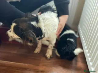 Mixed Breed dogs Pomeranian x jackrussel - Advert 7