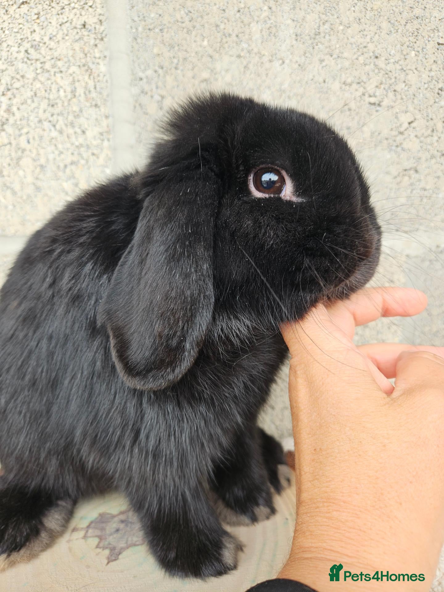 Mini Lop rabbits BLACK MINI LOP & MINI PLUSH LOP BLUE EYED WHITE  - Advert 2