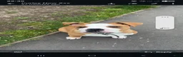 American Bulldog dogs for sale: American Bulldog boy puppy in Swansea - Advert 10