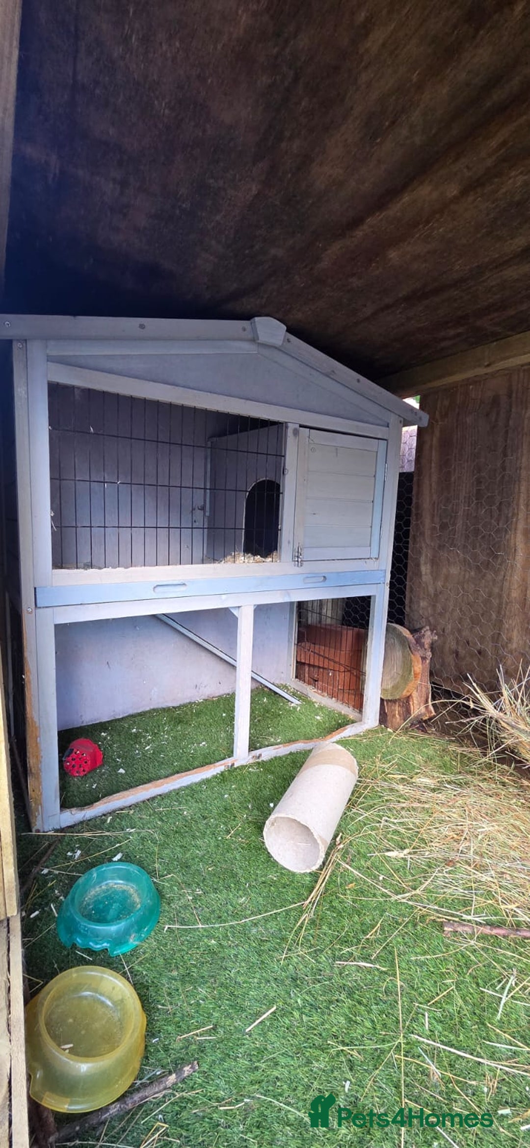 Mixed Breed rabbits for sale: Doc and luna  - Image 6