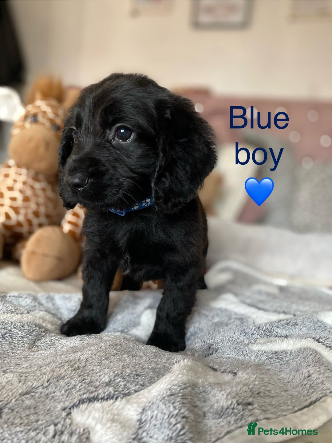 Cockapoo dogs for sale: Cockapoo puppies 💜 - Advert 17