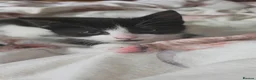 Domestic Shorthair cats for sale: Fluffy kittens - Advert 28