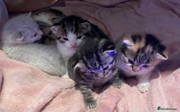 Domestic Shorthair cats for sale: Beautiful litter of kittens for sale  - Image 2