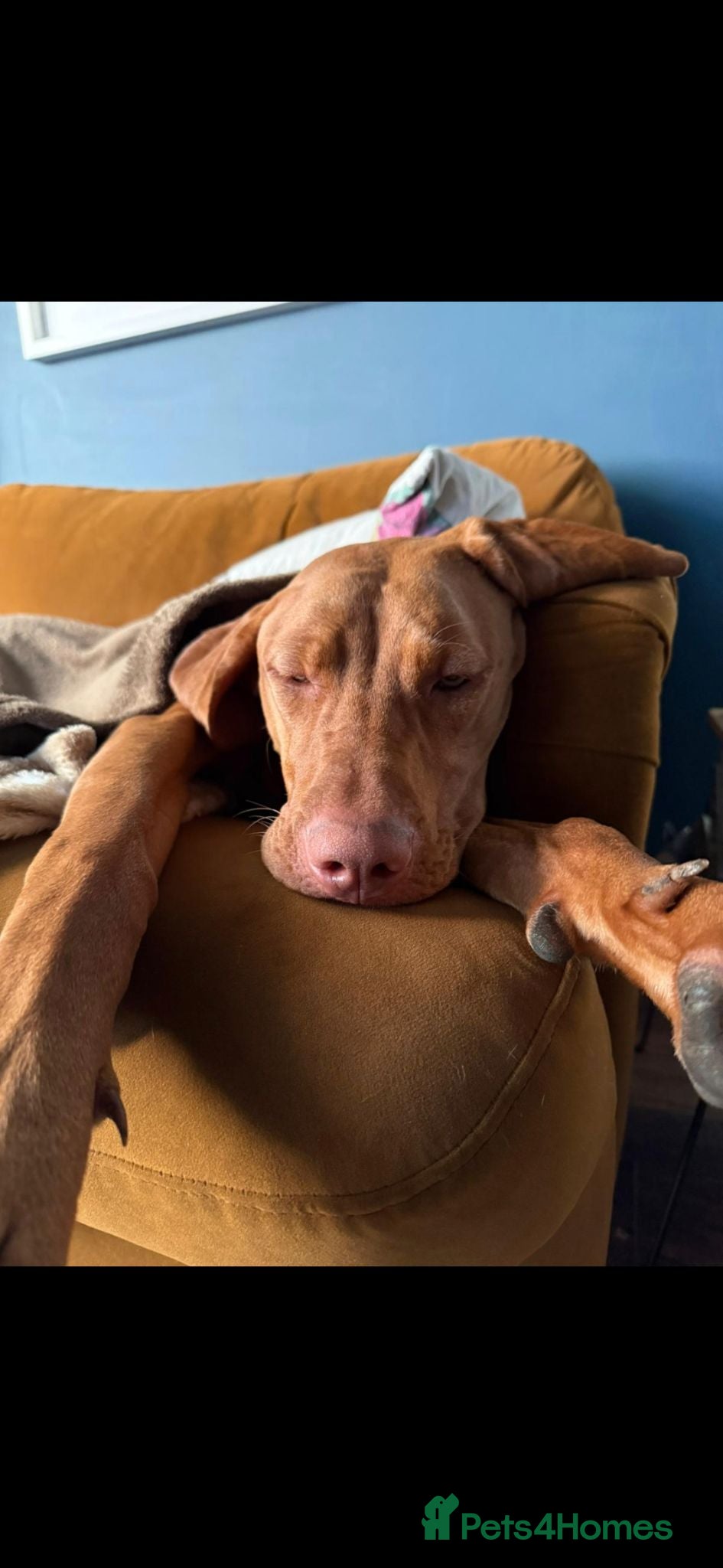 Hungarian Vizsla dogs Beautiful 10 month old female Hungarian Vizsla - Advert 3
