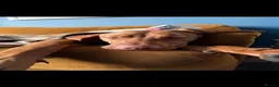 Hungarian Vizsla dogs for sale: Beautiful 10 month old female Hungarian Vizsla in Knutsford - Advert 1