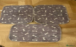 Mini Lop rabbits for sale: 2 amazing mini-lop baby brothers (10 weeks)  - Advert 5