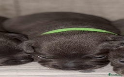Staffordshire Bull Terrier dogs for sale: 6 beautiful blue Staffordshire bull terriers - Image 4