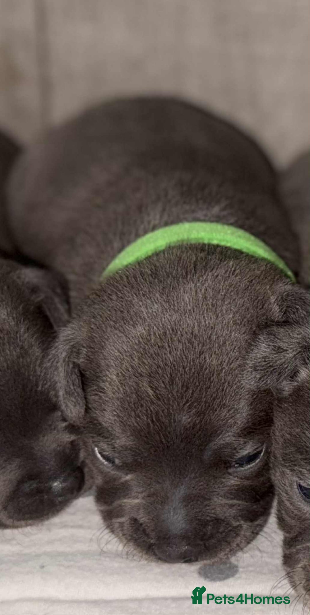 Staffordshire Bull Terrier dogs for sale: 6 beautiful blue Staffordshire bull terriers - Image 4