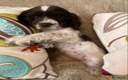 Cocker Spaniel dogs for sale: Adorable show cocker puppies - Image 11