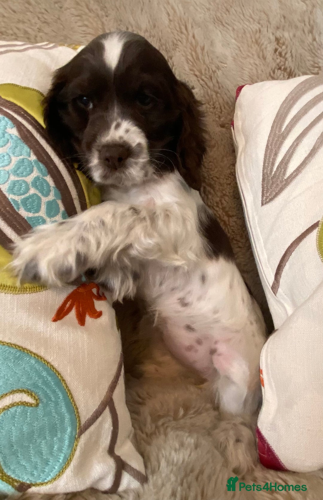 Cocker Spaniel dogs for sale: Adorable show cocker puppies - Image 11