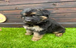 German Shepherd dogs for sale: Long haired German Shepherd puppies - Image 7