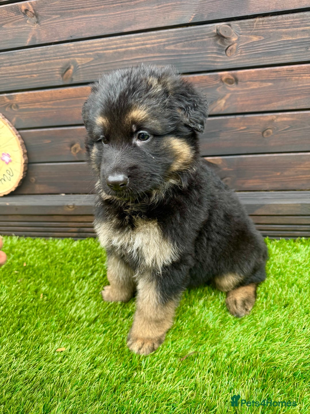 German Shepherd dogs for sale: Long haired German Shepherd puppies - Image 7