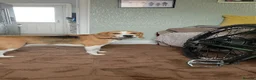 Beagle dogs for sale: Cooper, 5yr old Beagle  in Preston - Advert 4