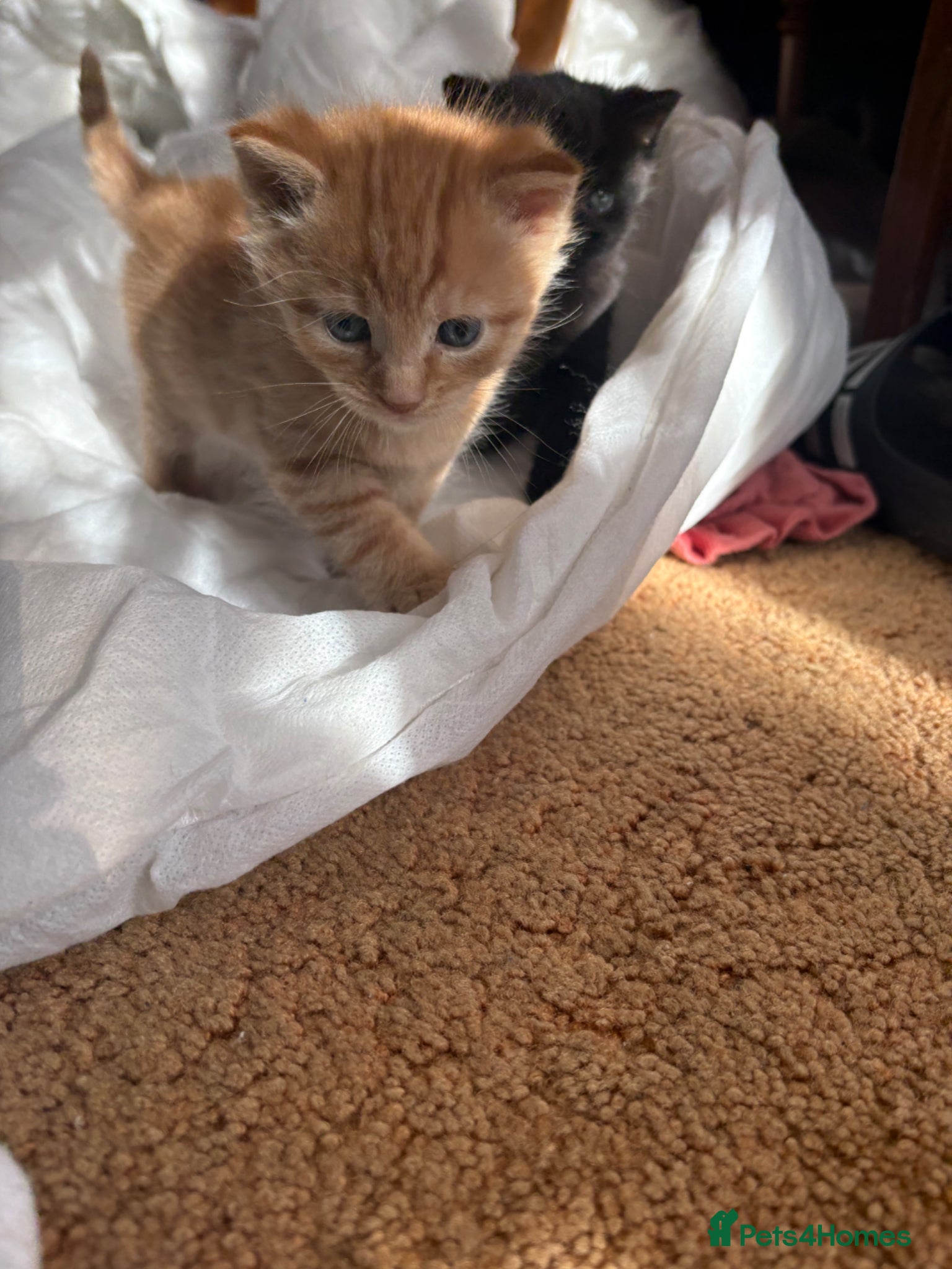 Mixed Breed cats Male ginger kitten  - Advert 3