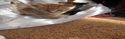 Mixed Breed cats for sale: Male ginger kitten  - Advert 1