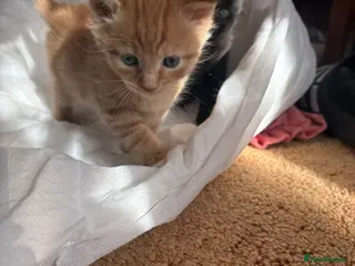 Mixed Breed cats Male ginger kitten - Advert 2