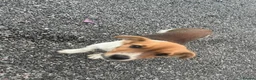 Jack Russell dogs for sale: Jack Russell puppies - Advert 3