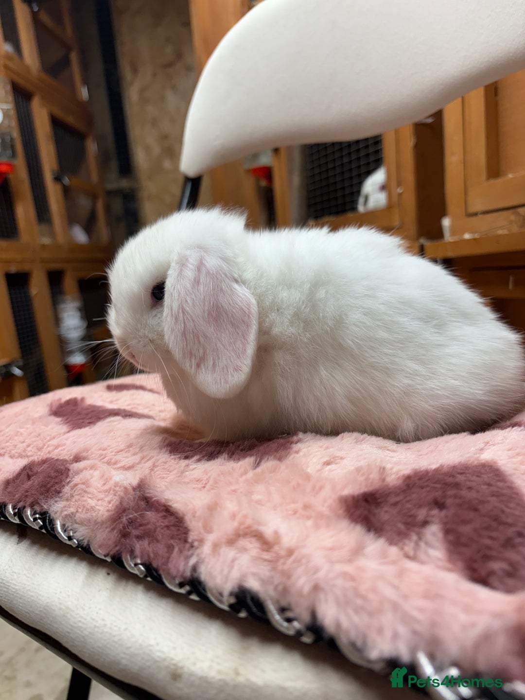 Dwarf Lop rabbits for sale: Stunning friendly dwarf lops  - Image 15