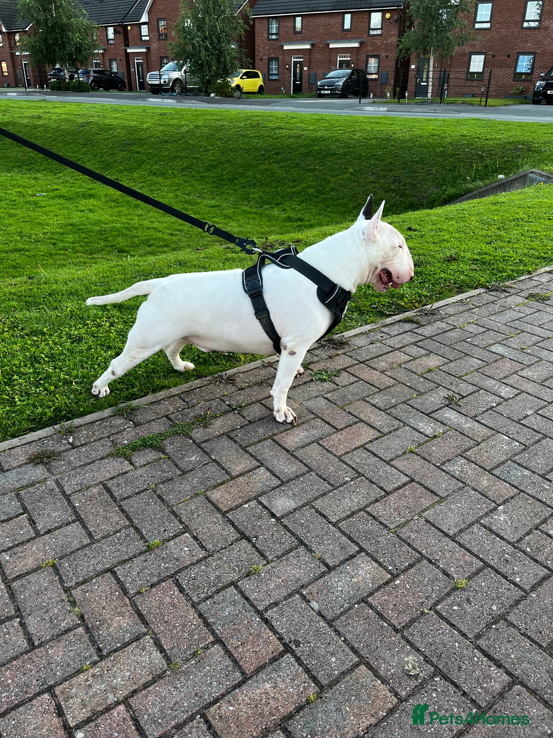 English Bull Terrier dogs for stud: Amazing boy for stud in Liverpool - Advert 11