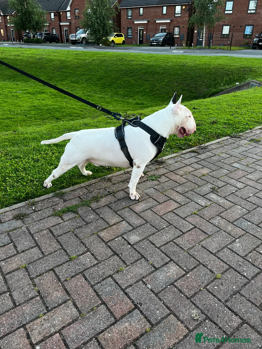 English Bull Terrier dogs for stud: Amazing boy for stud in Liverpool - Advert 11