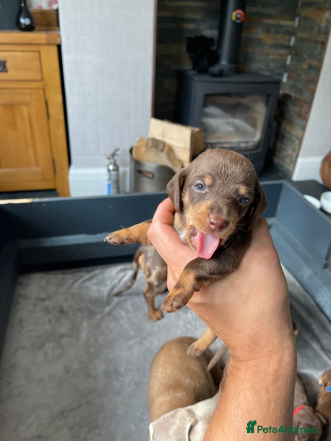 Miniature Dachshund dogs for sale: 🐾READY TO LEAVE NEXT WEEK🐾 - Image 3