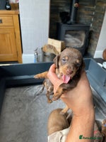 Miniature Dachshund dogs - Advert 7