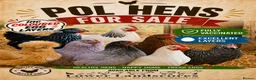 Chickens poultry for sale: POL HENS - Hybrids & coloured egg layers  - Advert 1