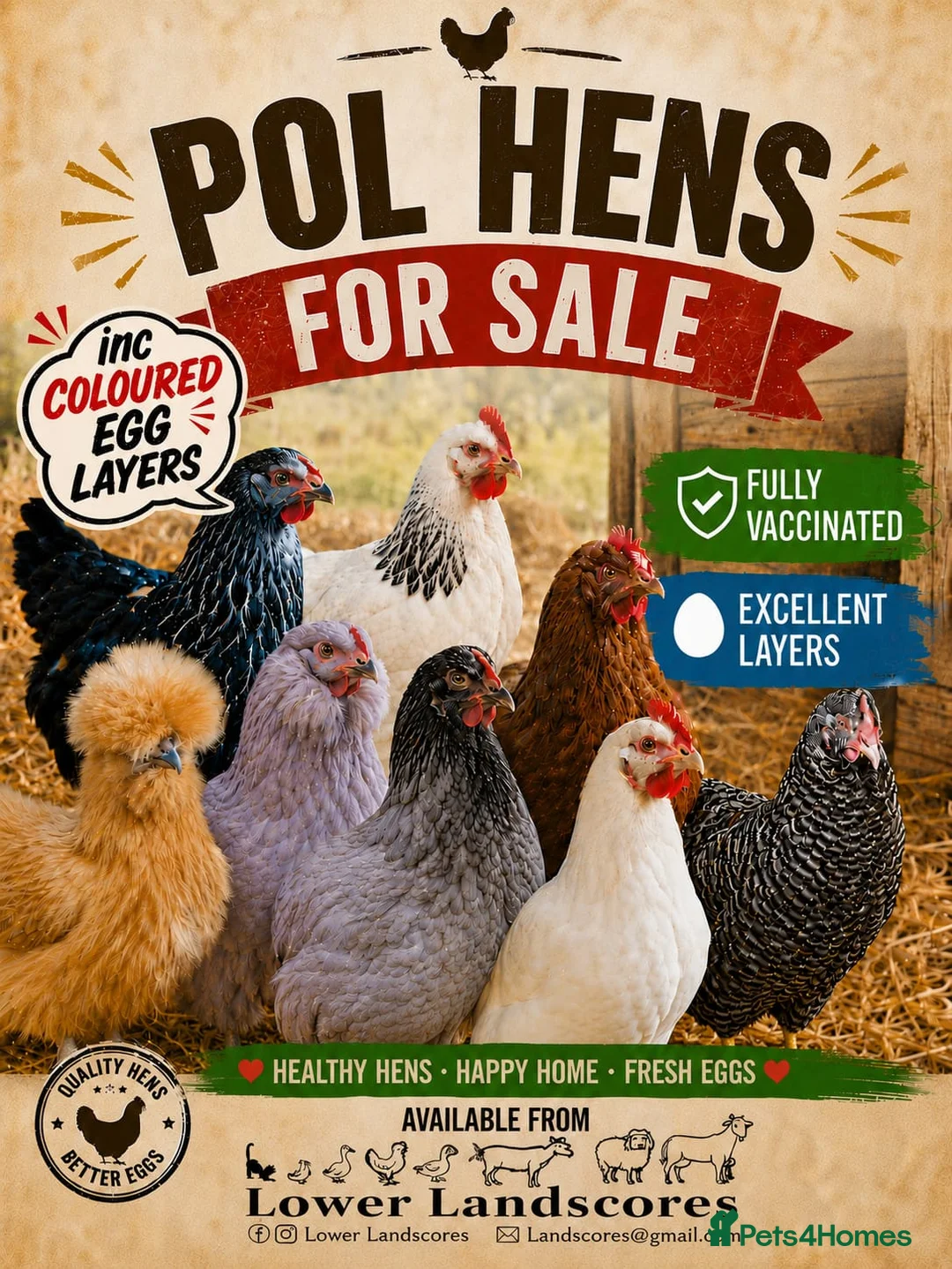 Chickens poultry for sale: POL HENS - Hybrids & coloured egg layers  - Advert 1