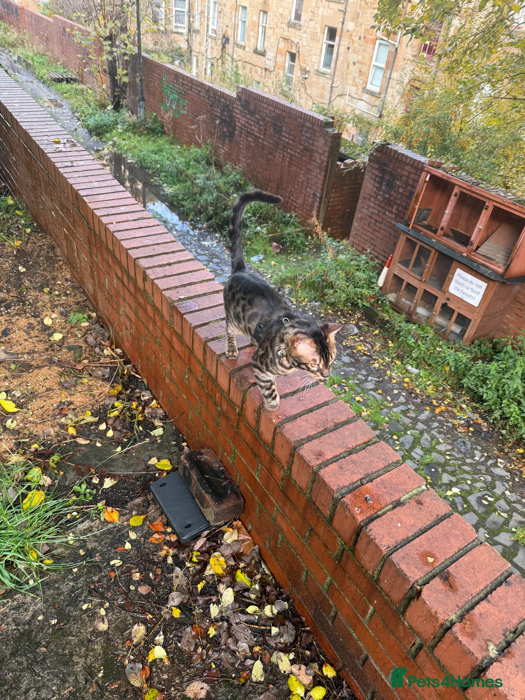 Bengal cats for stud: Stunning Bengal for stud - Advert 13