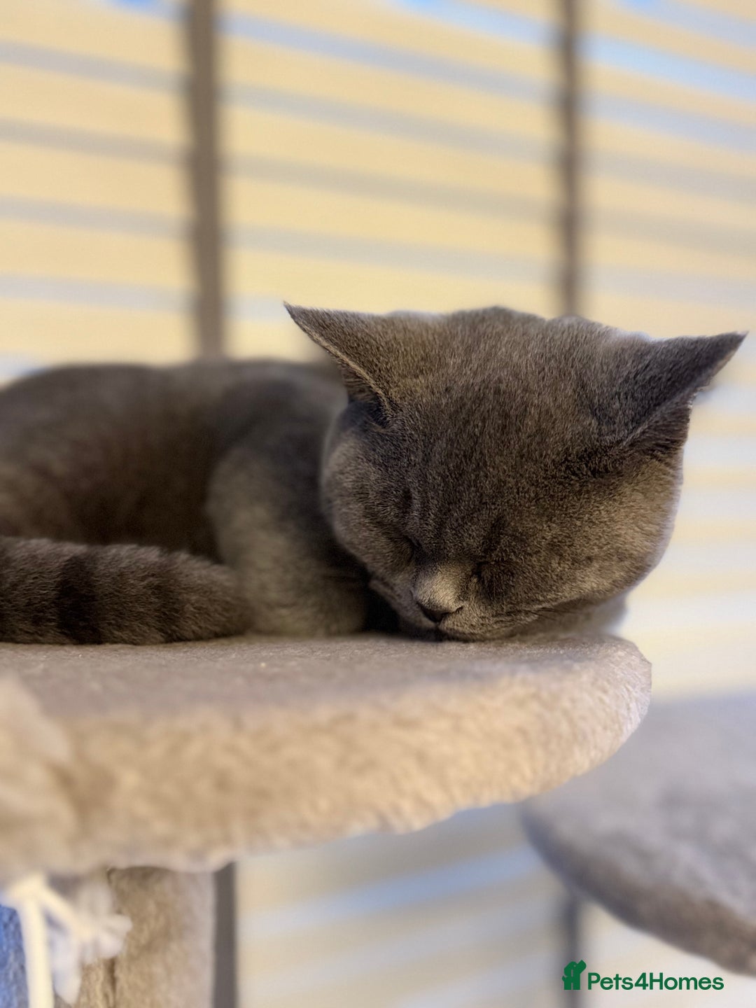 British Shorthair cats for sale: British short hair  - Advert 3